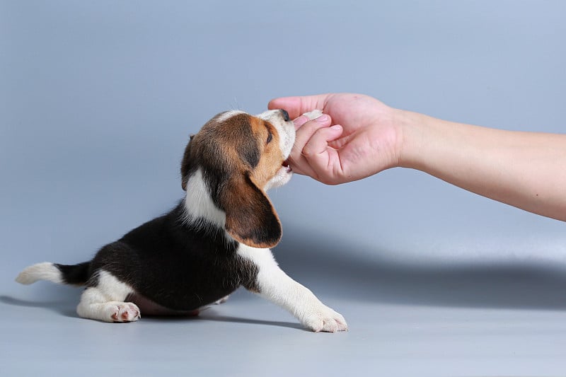 1个月纯种比格犬在灰色屏幕上