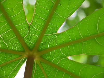 木薯叶