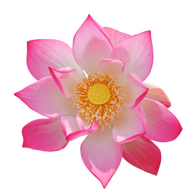 粉红色的莲花