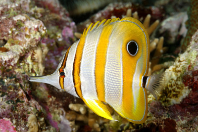 喙Coralfish