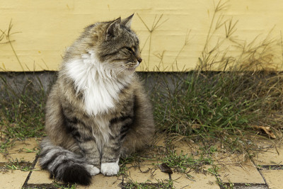 猫的肖像