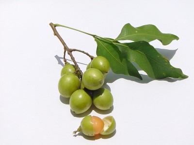 Quenepas