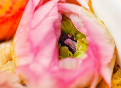 嫩毛茛芽