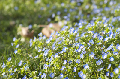 Veronica persica