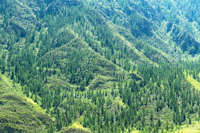 冷杉森林山脉
