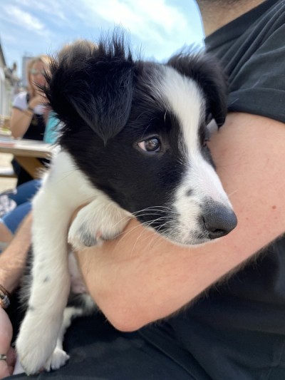 边境牧羊犬的小狗