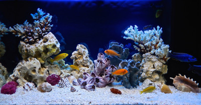 仿海洋风格的淡水水族馆