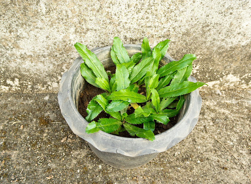 锅里的锯齿香菜