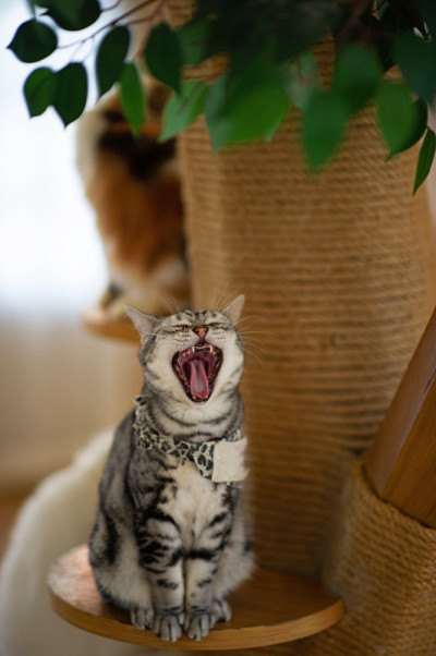 可爱和顽皮的宠物猫坐在家里，忠诚的爱人的概念