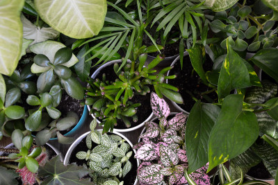 房子植物。绿色植物。家庭盆栽俯视图。Epipremnum。Syngonium。Aichryson。吊