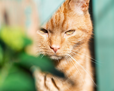 一个红色/姜黄色的猫坐在阳台上的一个小凳子上，前面是一个绿色的盆栽桌子，上面有各种户外植物和花
