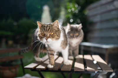 两只猫在户外