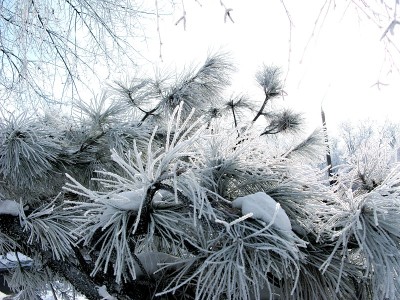 神奇的雪