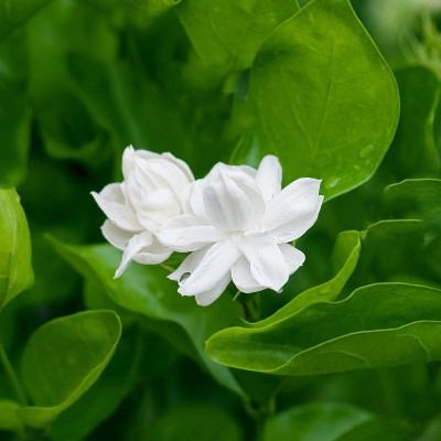 美丽的茉莉花带着叶子