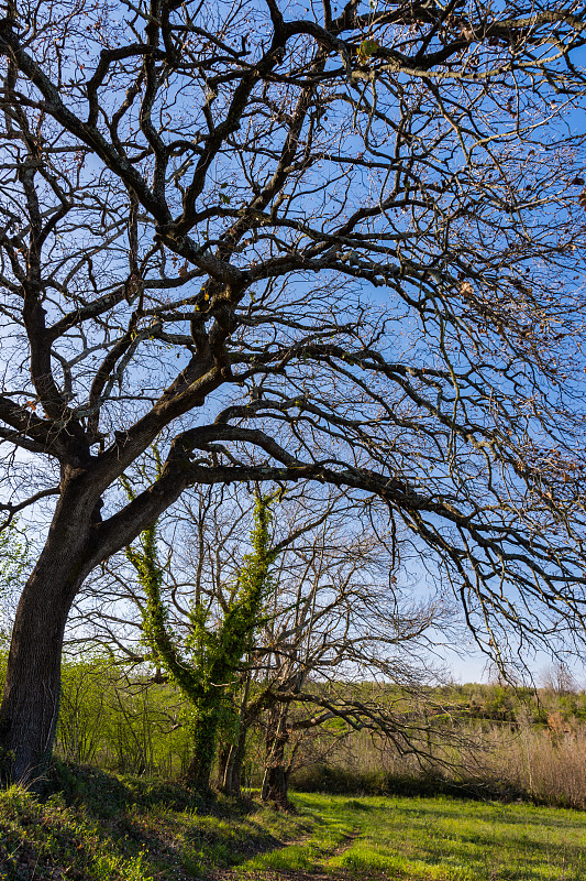 Quercus