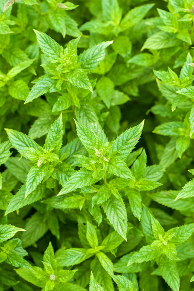 薄荷
