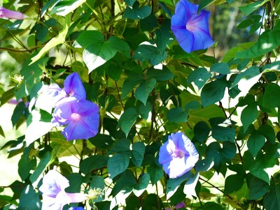 牵牛花的花