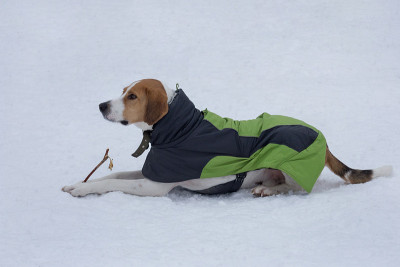 可爱的俄罗斯猎犬躺在冬季公园的白雪上。宠物的动物。