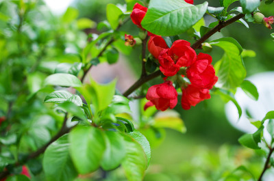 贴梗海棠的花朵