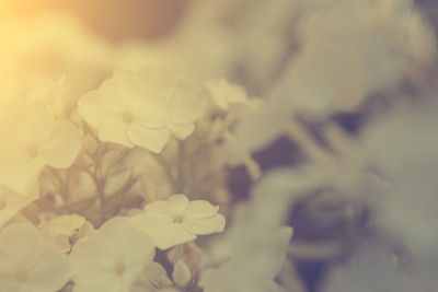 的花