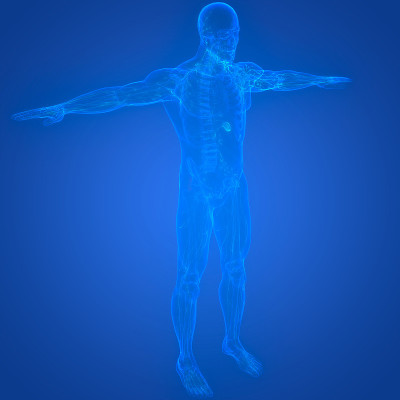 人体内部系统淋巴结解剖