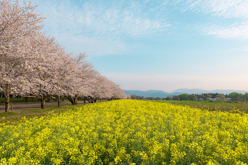 油菜花和樱花盛开，日本宫崎县西部城市