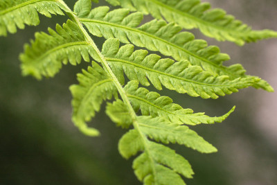 美丽的蕨类植物，绿叶翠绿，天然花蕨。近距离