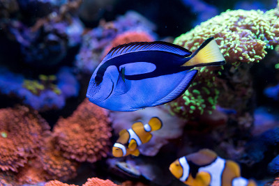 肝旁棘鱼，蓝塘在珊瑚礁水族馆。有选择性的重点。