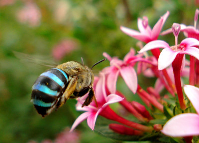 蜜蜂
