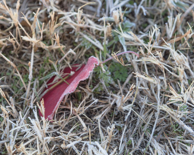近景冰冻的红梨花叶子在雪地上