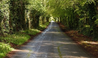树的路