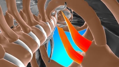胸骨甲状腺肌解剖医学概念3D