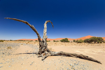 这棵枯树位于非洲纳米比亚著名的纳米布沙漠ssesriem附近的Sossusvlei。背景中是美丽的红