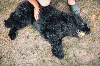 犬种布维耶德佛兰德斯牧羊犬躺在地上玩耍。