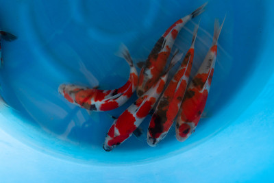 花式鲤鱼在蓝室