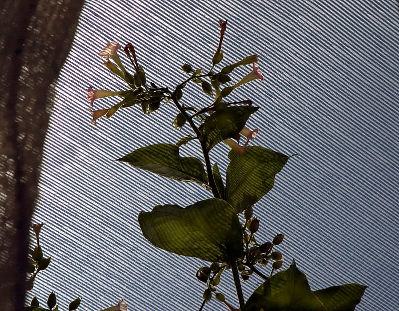 康涅狄格遮荫烟草花下的纱布