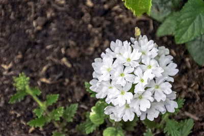白鼓槌报春花或报春花(报春花齿状报春花)，被称为齿叶报春花，原产于亚洲