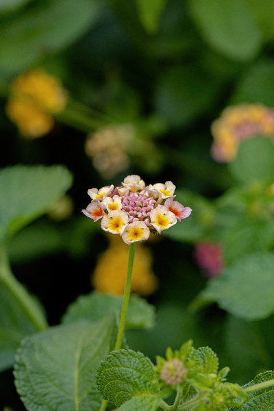 马缨花