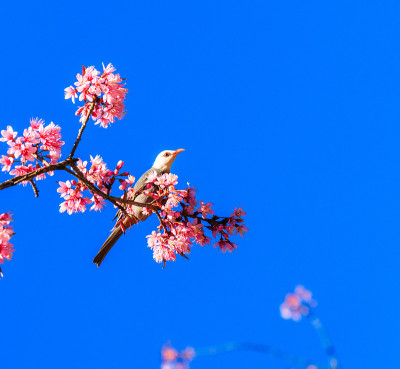 白头鹎和樱花