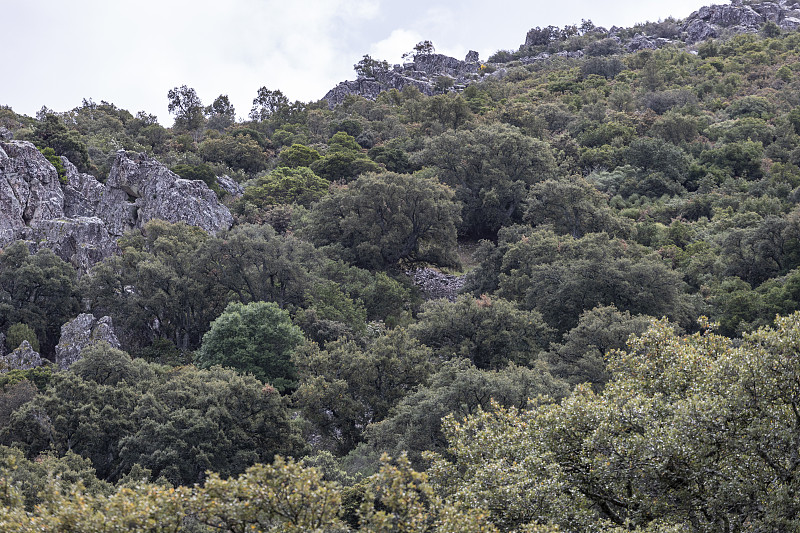 帕莫拉景色的extremadura dehesa