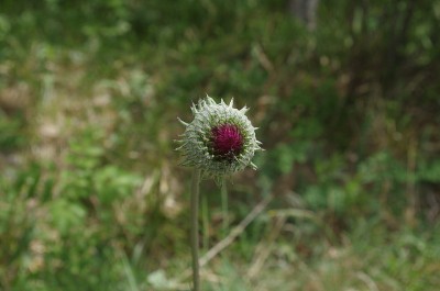 紫色蓟花近了