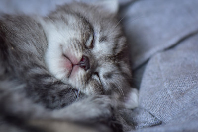 小猫