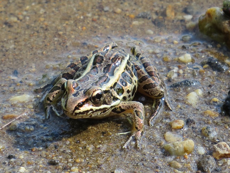 小梭鱼青蛙