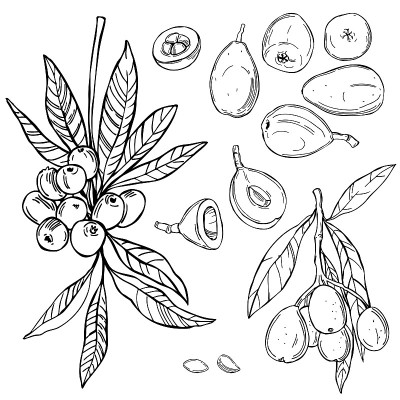 枇杷果实。矢量插图。