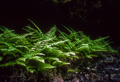 国家湖岸-穆尼辛瀑布蕨类植物- 1982年