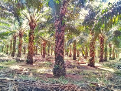 油棕种植园