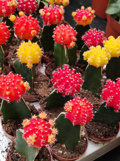 彩色Gymnocalycium mihanovichii