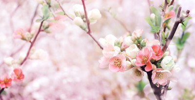横春旗与日本榅桲花