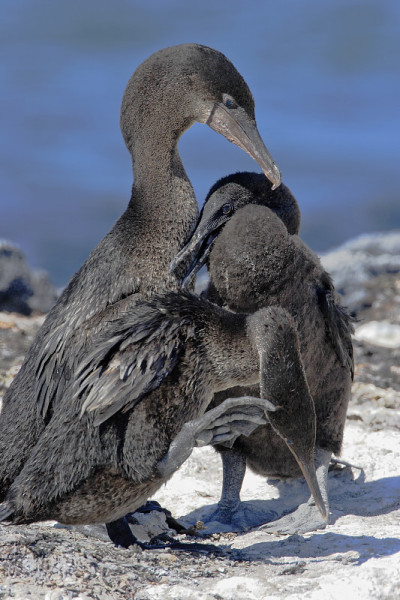 不会飞的鸬鹚(Phalacrocorax harrisi)，费尔南迪纳，加拉帕戈斯群岛，厄瓜多尔