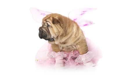 中国sharpei小狗